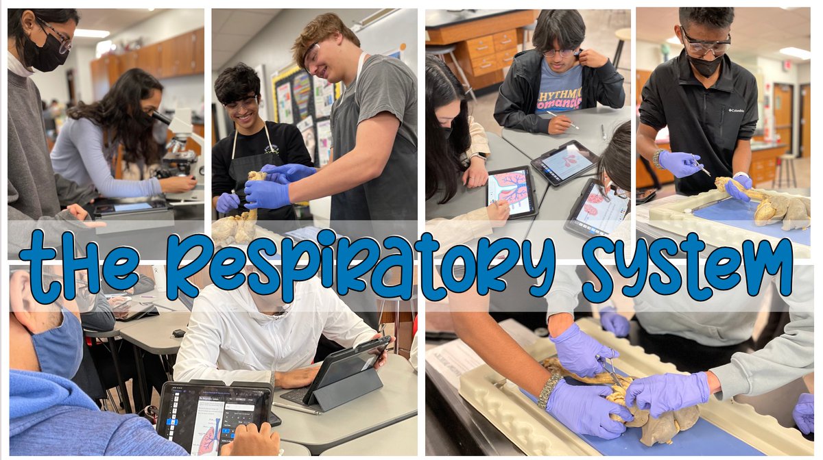 jdeinhammer's tweet photo. I love lab days! Lung dissection & pathology slides🫁🔬 -- and a special shout out to @BioRender for helping us learn ALL the respiratory anatomy! #CHSReset #chsAP https://t.co/PN4WFfqNFC
