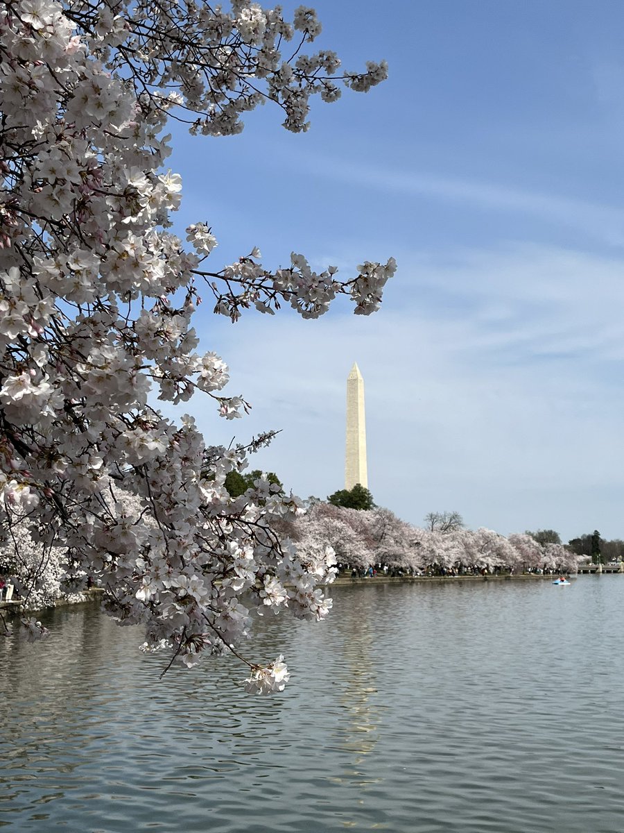 HowardPM's tweet image. Washington at its best.  A beautiful day for cherry blossoms🌸