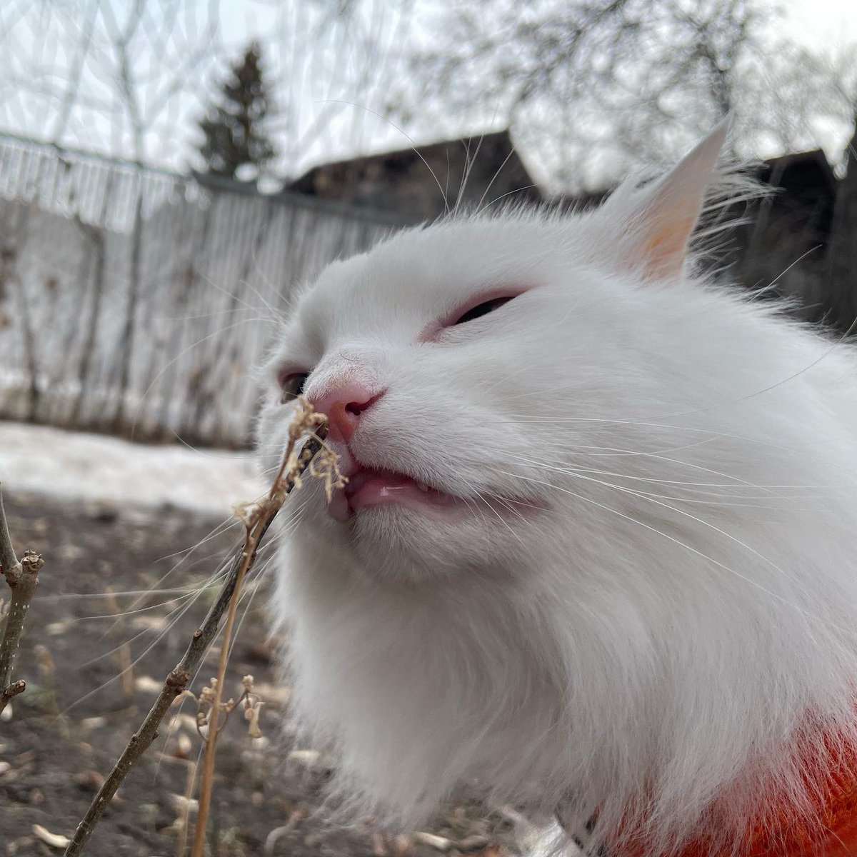 ThurstonWaffles's tweet photo. As we enter the new st0nking season, Thurston would just like to remind everyone that st0nking requires finesse, and you should therefor leave it to the professionals. 🤵‍♂️👩‍🔬🧪⚗️🧬🔬 https://t.co/vv7YdusDv7