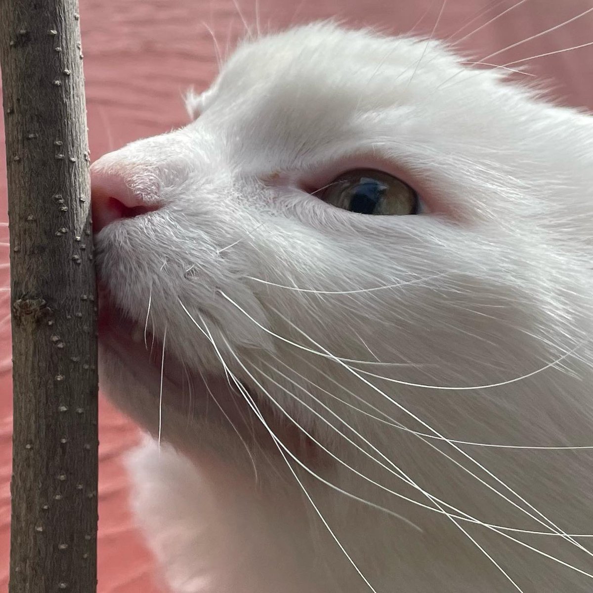 As we enter the new st0nking season, Thurston would just like to remind everyone that st0nking requires finesse, and you should therefor leave it to the professionals. 🤵‍♂️👩‍🔬🧪⚗️🧬🔬