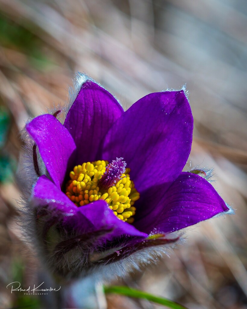 Pulsatilla oder auch Küchenschelle

#pulsatilla
#küchenschelle
#macro
#macrophotography
#flower_brillance
#kings_macro
#kings_flora
#spring
#naturfotografie_deutschland
#naturephotography
#smallworldlovers
#dennpulsatillagehtimmer

<a href="/chipfotovideo/">CHIP Foto Video INA</a>
<a href="/digita/">salem almalki</a>… instagr.am/p/Cba729Kr_lB/