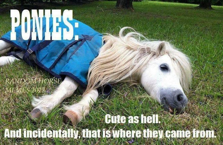 Evening #PonyHour. Thought you might like this one 😉