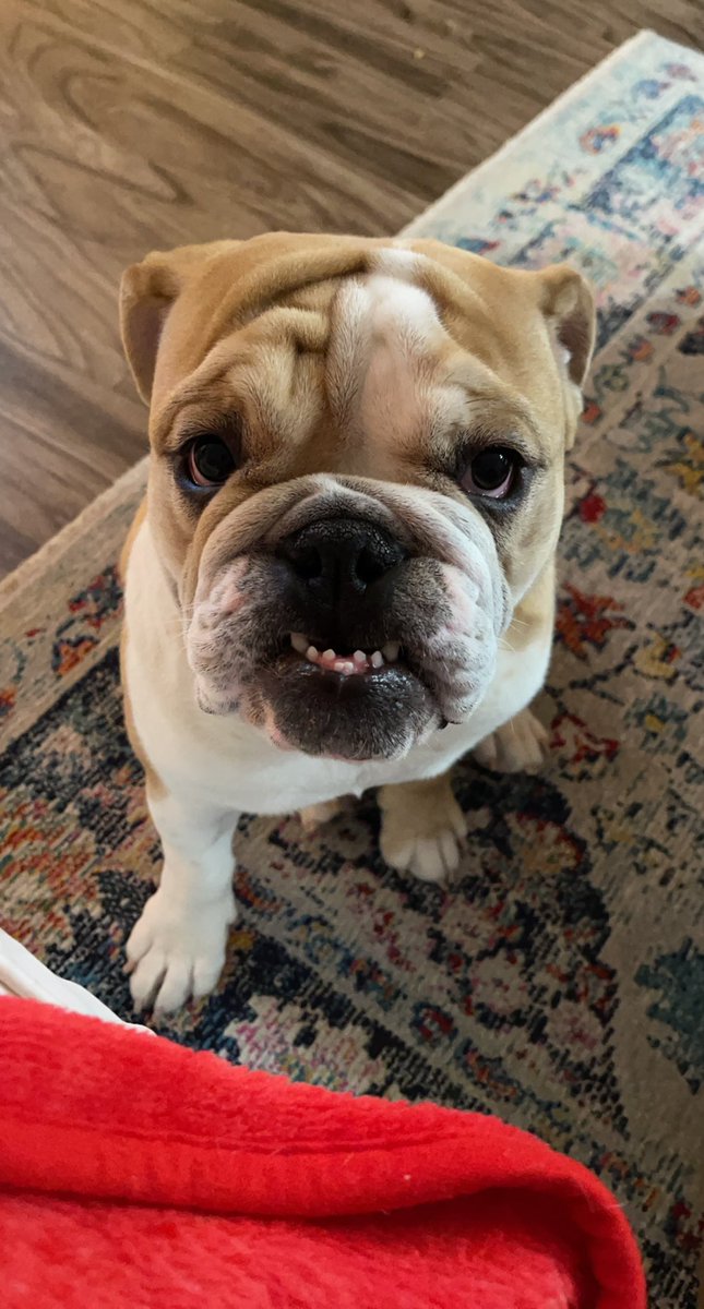 mscheipeter's tweet photo. @BuschBeer I have the best smile!!! #BuschBarkBracket #contest https://t.co/vckyED8oOd