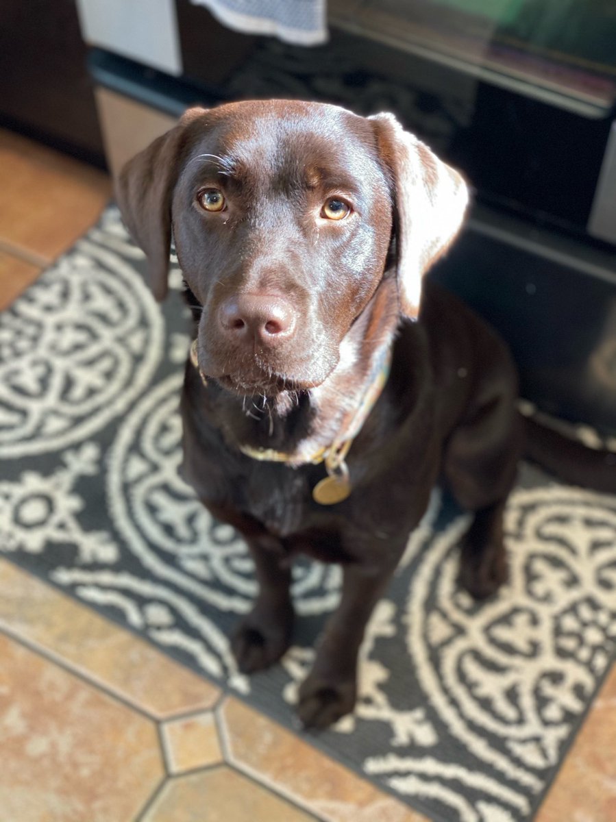 DaveRodriguez's tweet photo. @WolfVanHalen Sup, Henry. This is Maggie. https://t.co/iqff2i0QUO