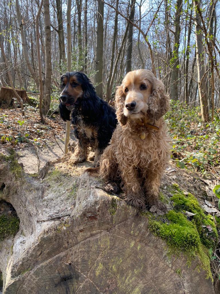 pumbaathecocker's tweet photo. Went in the woods with #doggieschool with my friend Leyla… isn’t she pretty ? #cockerpower https://t.co/nmC3IDAtT9