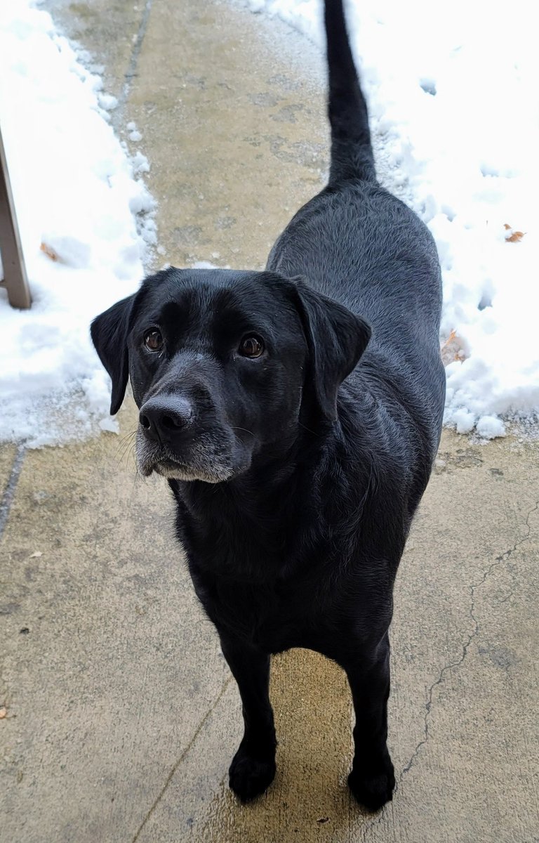 AshleyTilot's tweet photo. Meet Sev! She sure loves her Busch lattes!
#BuschBarkBracket 
#contest https://t.co/0c7k3iYf3R