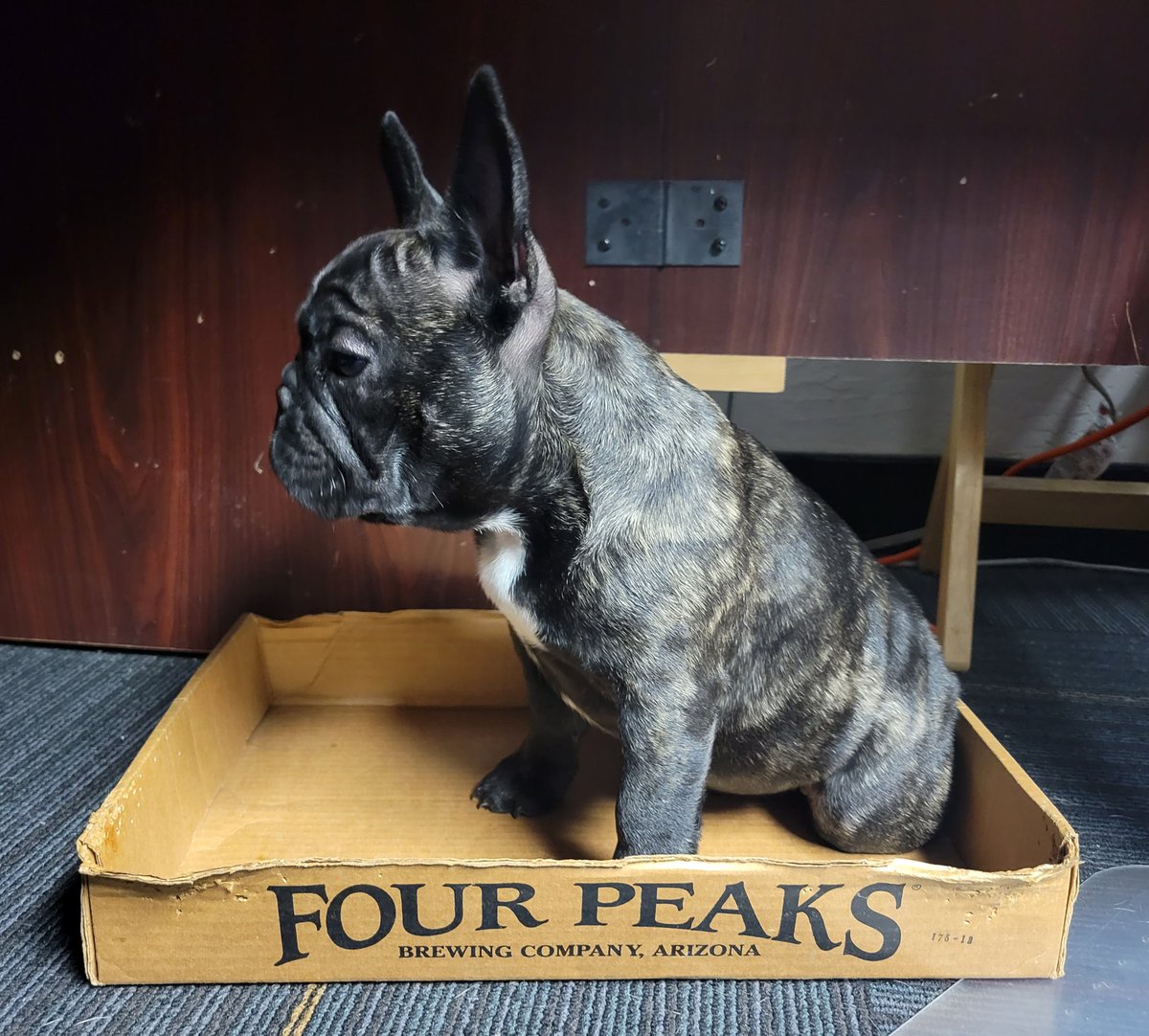 CodreaKate's tweet photo. Boxes make great beds #CrashMonster #frenchbulldog #fourpeaksbrewery #fourpeaks https://t.co/3Ys4SKLw9m
