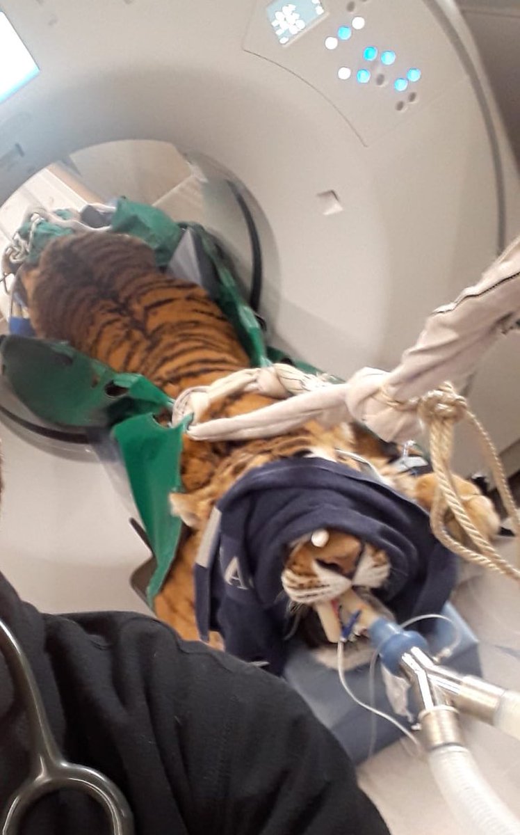 Today, one of Simon’s old vets had a TIGER in an MRI machine. I have been looking at this ALL DAY 🤩🥰🐯 #mri #tiger #LOOKATIT