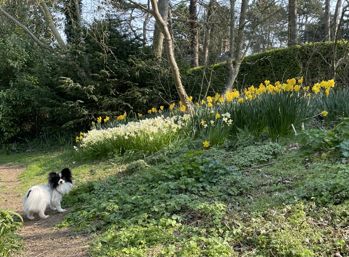Jan_Leeming's tweet photo. #DiDee enjoying #Daffodils of Spring 💖 https://t.co/1WmgMwZjqb