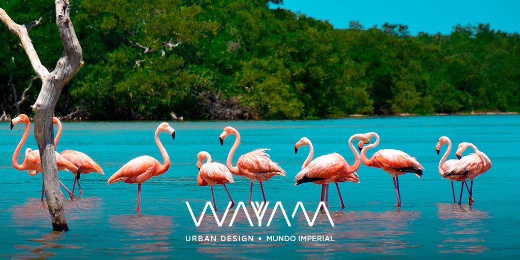 La laguna Celestún es un destino perfecto en tu próxima visita. 🦩
#WayamMundoImperial #LeaveAPositiveTrace