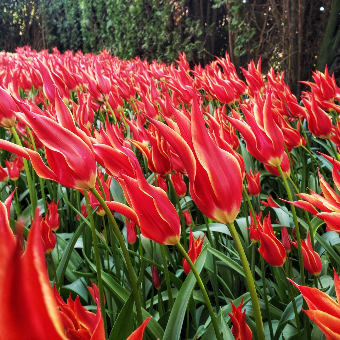 FairhavenInn's tweet photo. Flourish in Fairhaven this spring! Spend your spring break beating the crowds, hiking, biking, fishing, and attending the Skagit Valley Tulip Festival! Check your dates and save 15% off your spring midweek getaway with our Hot Dates, Hot Rates offer! https://t.co/I97iD8NhQU https://t.co/CQ4EgqQ2vH