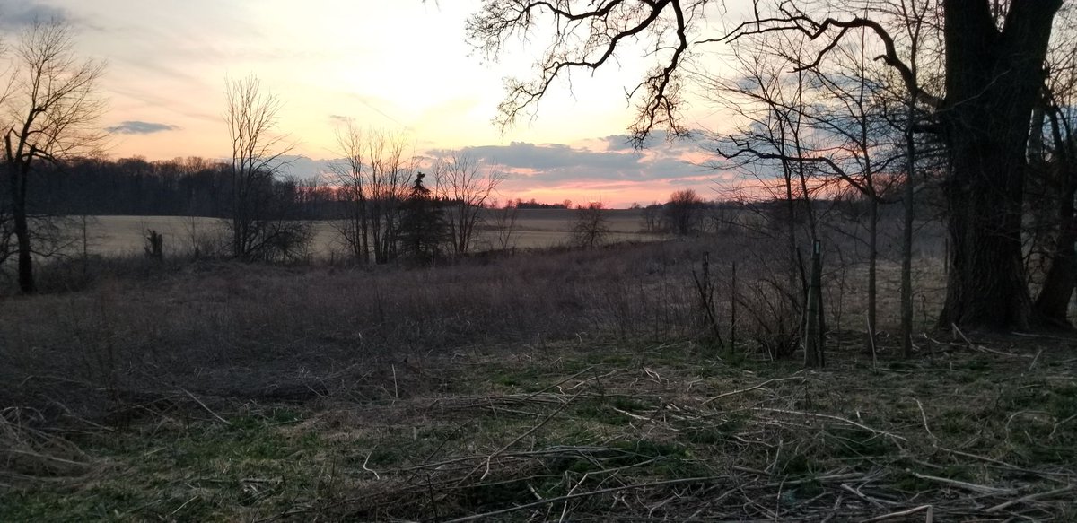 When you don't have ANY equipment to help you clear land, you get used to it looking like this. I'll take these sunsets and hard days of clearing by hand any day, though. It's so peaceful out here.

#homestead #oldschoolways #reallife #ruralsunset