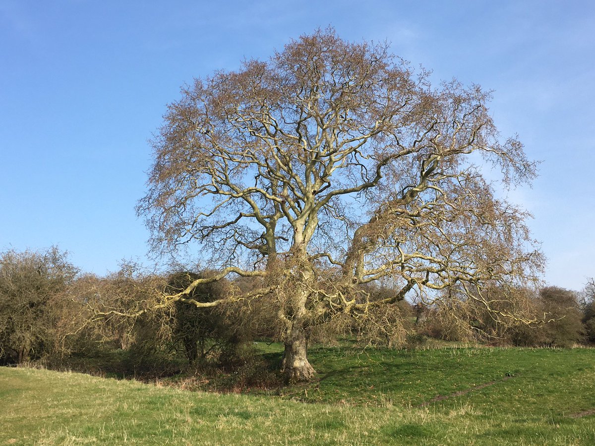 mutley7781's tweet photo. 🚶♀️🚶 #FenEdge #TheFens
#Cambridgeshire
#Sutton in the Isle - #SuttonGault - #Mepal
• Sutton’s 14th C church
• Pair of 18th C houses on the High Street
• undulating landscape of the #FenEdge
• (l/r) Old Bedford River 1637, The Hundred Foot Washes, New Bedford River 1652. https://t.co/ikudTwg1OR