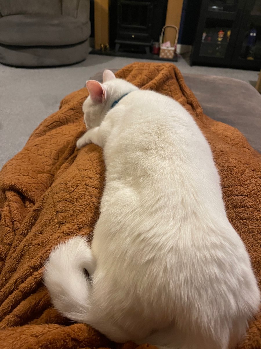 Hideawaygaming's tweet photo. I will be live tonight at some point 

My cat has me trapped - he heard we be playing a game about dating birds 

@OurGameLounge 

@communiteapeeps 

https://t.co/aBeXug7sZC https://t.co/BJSkVCghK3