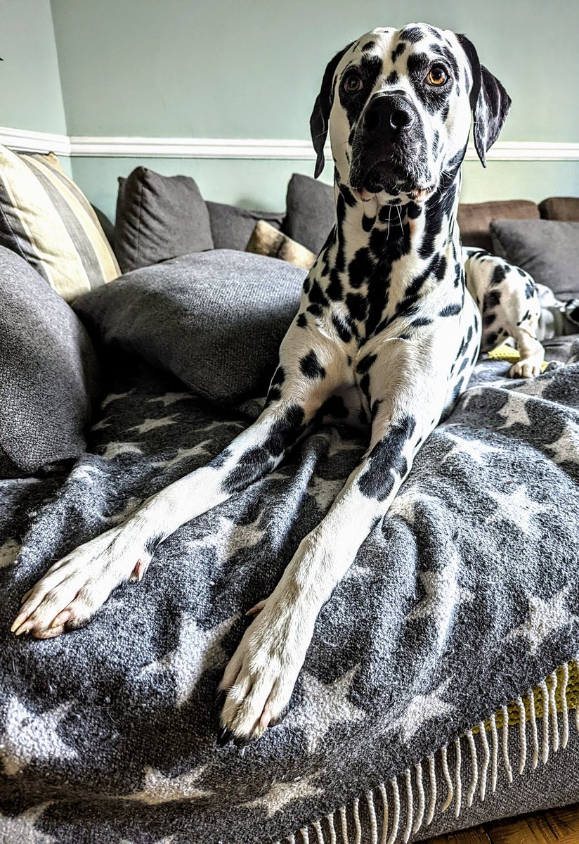 Mnoomin's tweet photo. @AnnaJerzewska He is a good doggo. https://t.co/IrOqfoGUMA
