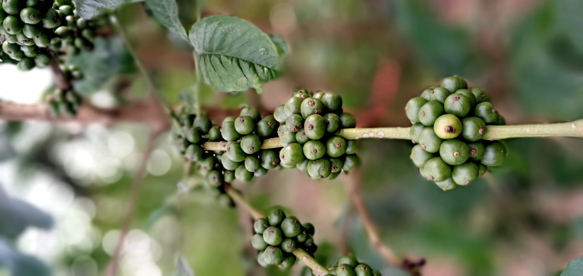 Cofelandltd's tweet photo. @Cofelandltd Victorian Shore Premium Robusta Loading... https://t.co/MYGvWElhuK