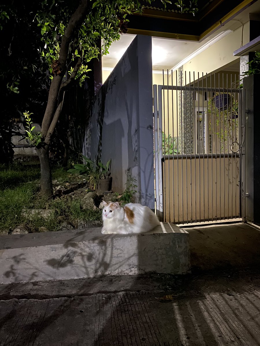 petsfess's tweet photo. 🐈 Aku ketemu kucing gendut https://t.co/NY5Va6UDoF