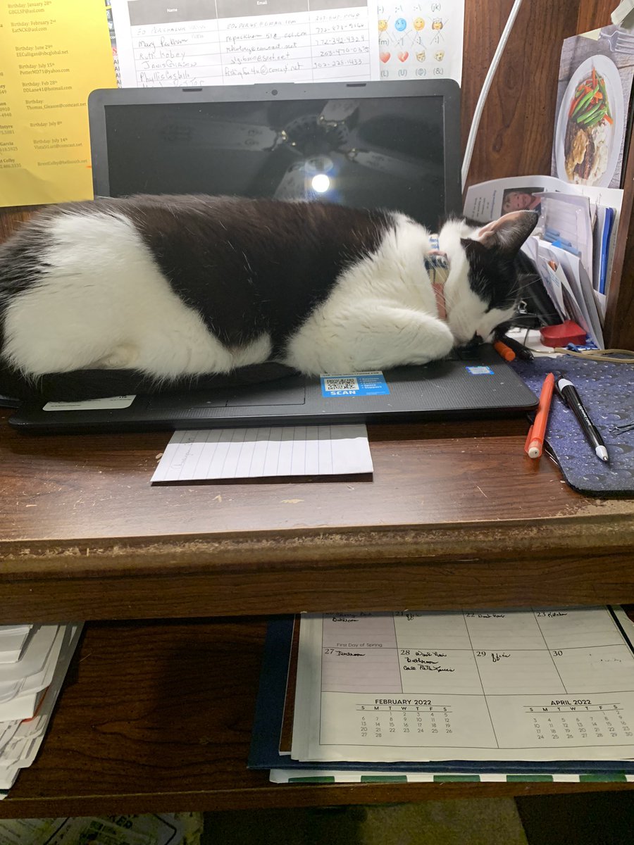DeeDee35021778's tweet photo. Mom can work after my nap.
#DeeDeesUniverse #FriendsNeeded #CatsOfTwitter  #cats  #tuesdaymotivations https://t.co/5PnGveugTk