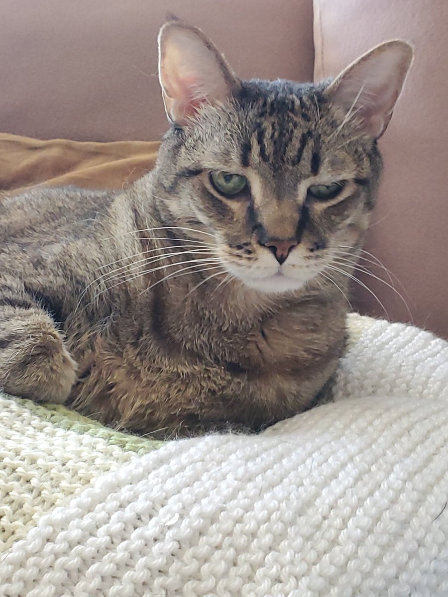 tatertot🧡 aragorn💙 crowley 💜 tweet media