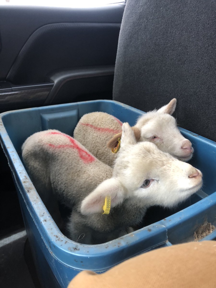 CDCSAg's tweet photo. Keady Market Field trip. Preg-checking cows with Dr. Ted Coulter. Bought some cattle and lambs https://t.co/4kbfOoHkK0