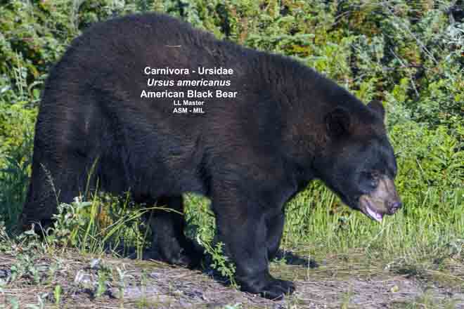Mammalogists's tweet photo. Carnivores in color: Pelt color patterns among carnivores in Idaho
#ASMreads #mammals
https://t.co/hDC5FVb9qz https://t.co/njs88H7YV1