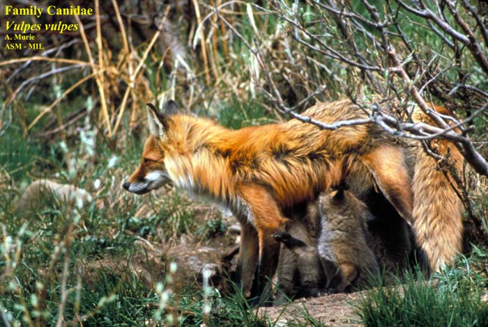 Mammalogists's tweet photo. Carnivores in color: Pelt color patterns among carnivores in Idaho
#ASMreads #mammals
https://t.co/hDC5FVb9qz https://t.co/njs88H7YV1