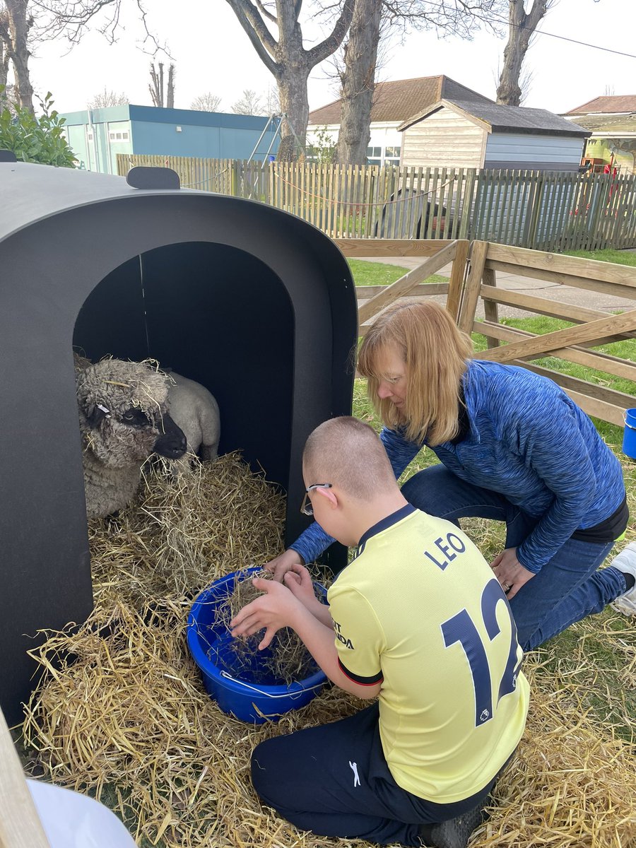 Baaarilliant afternoon visiting Clare School in Norwich to see how the sheep are settling in at their home for the week. 🌞 #LearnaboutLivestock project 🐑

#sheep #livestock #farming #learning #education #farmingeducation #rarebreed #southdownsheep
