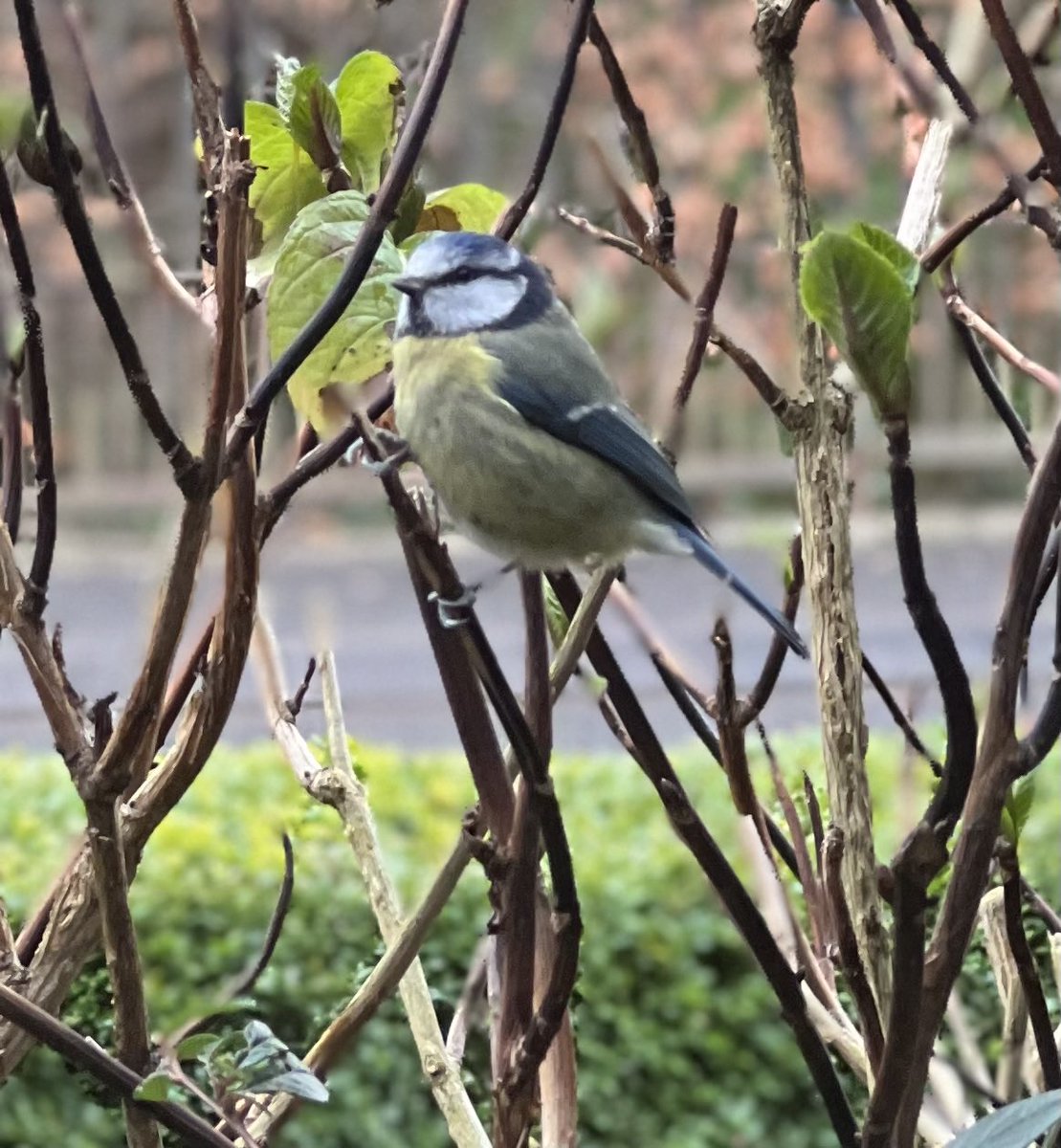 brimcardle's tweet photo. This wee fella showed up at the window while working…told me to take it easy and not worry so much…wise bird #throughthewindow #birdwatching #wfh https://t.co/DMaayDO2qt