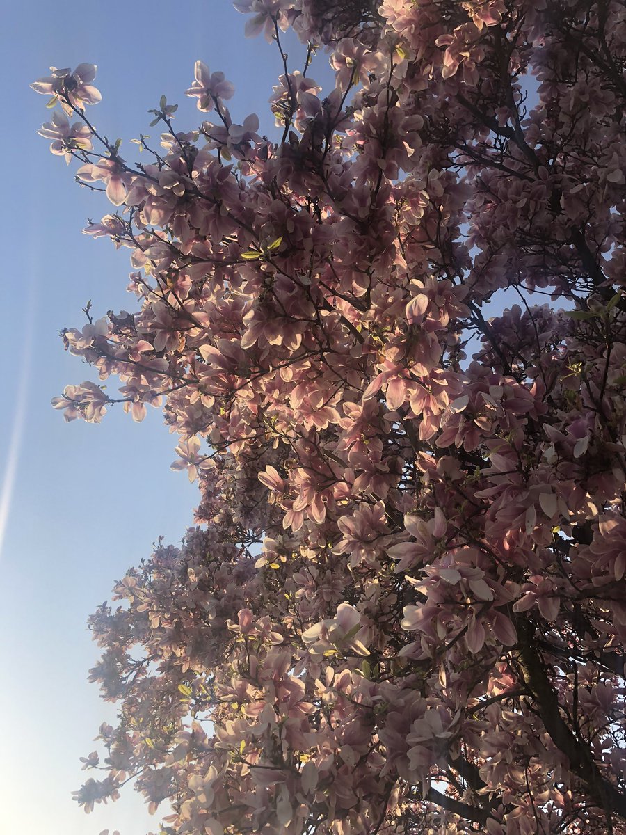 Douceur du printemps 🌷