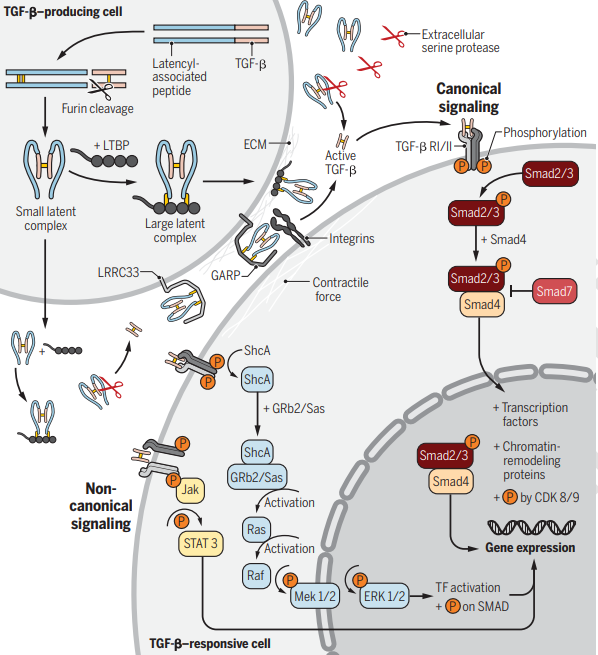 Science Immunology (@sciimmunology) on Twitter photo A new Review by @MoreauJoshua, <a href="/Treg_Mike/">Michael Rosenblum</a> and <a href="/Zihai/">Zihai Li, MD, PhD</a> characterizes the ways TGF-β interacts with regulatory T cells, especially in the context of disease. fcld.ly/0iogvwb A new Review by @MoreauJoshua, <a href="/Treg_Mike/">Michael Rosenblum</a> and <a href="/Zihai/">Zihai Li, MD, PhD</a> characterizes the ways TGF-β interacts with regulatory T cells, especially in the context of disease. fcld.ly/0iogvwb
