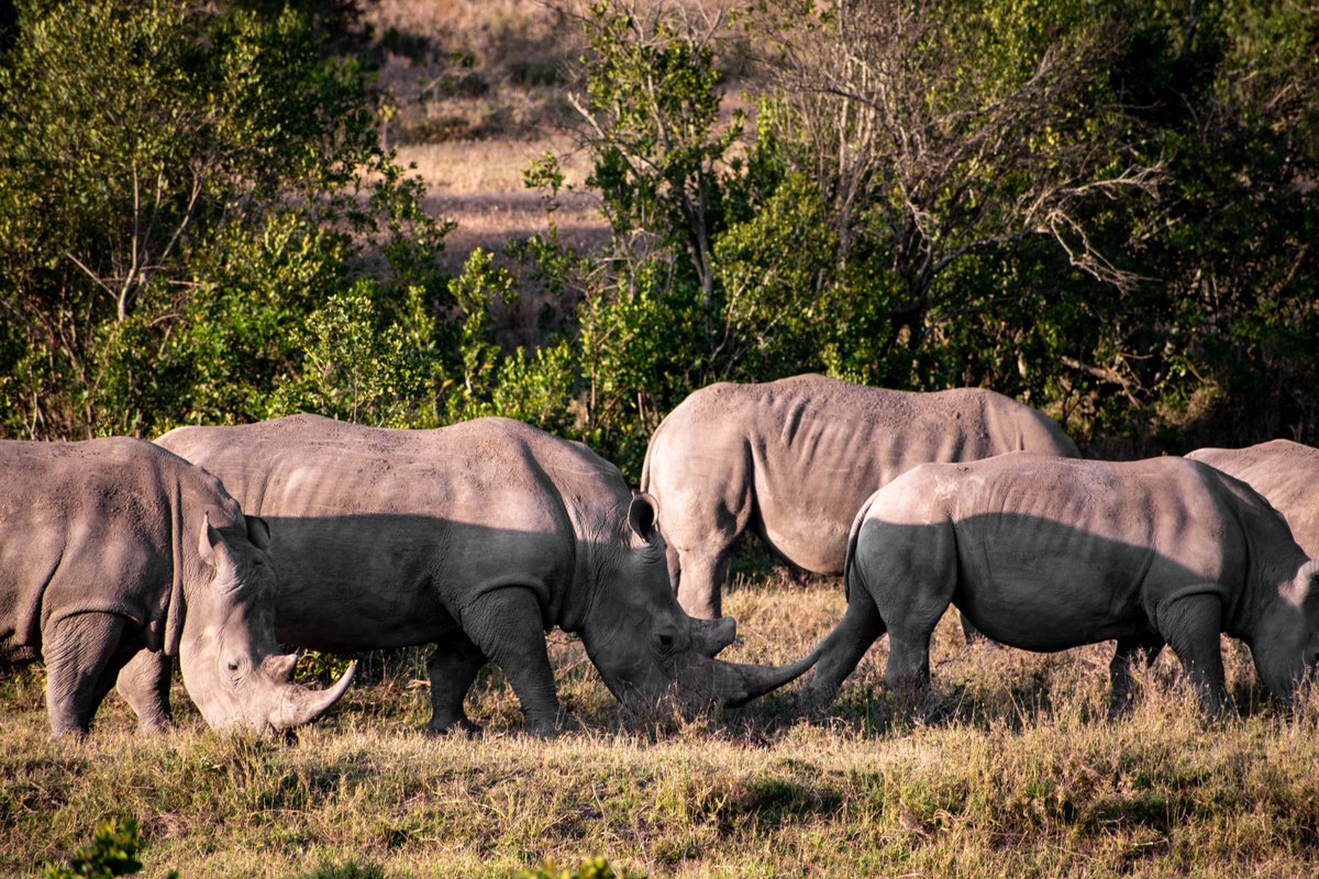 Sad Rhinos tweet media