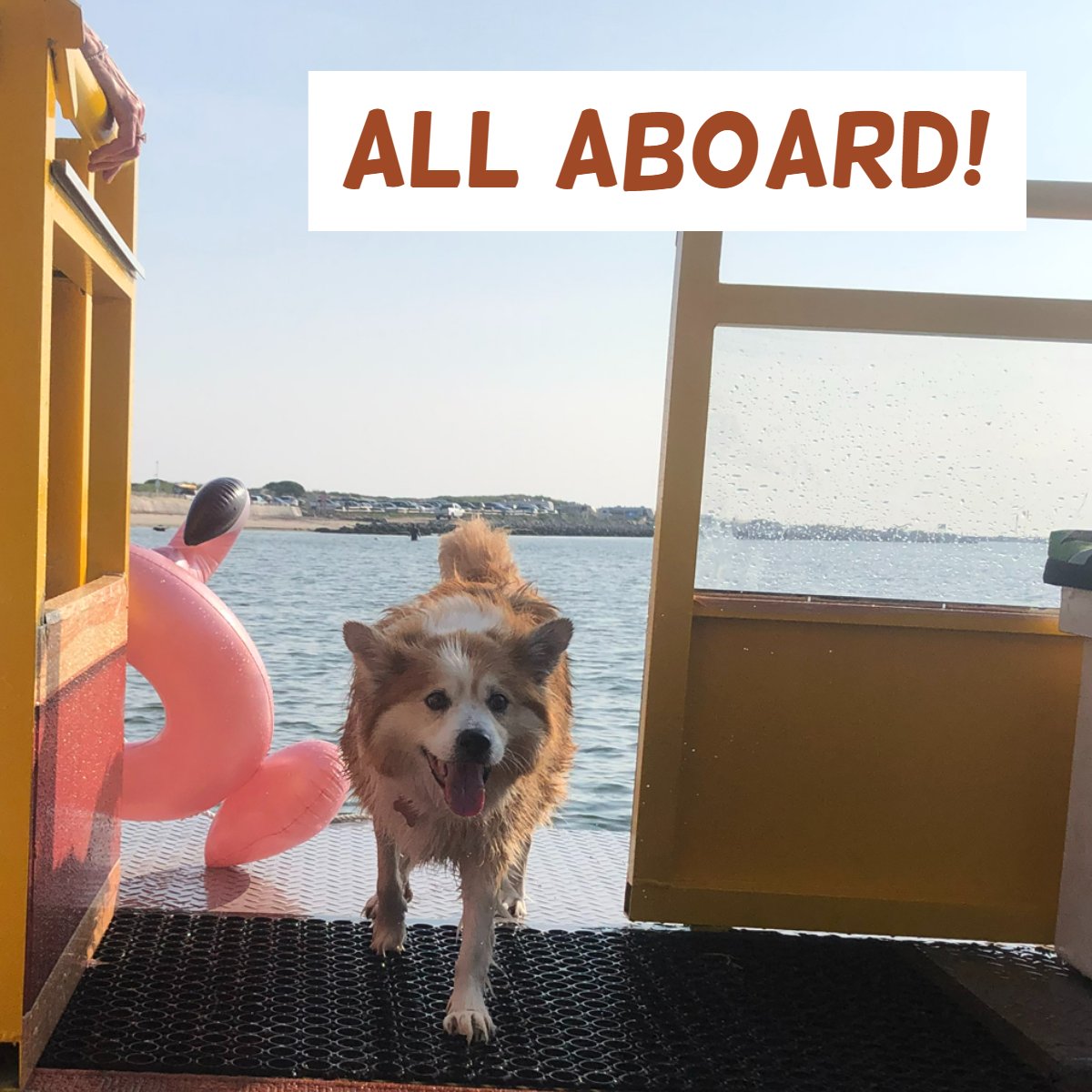 Hamptiki_SH's tweet photo. When we say all aboard, we mean it. Our pet-friendly charter is perfect for the entire family to enjoy. So bring your pup out for a day full of fun. #FamilyVacation #TikiBoat #SunsetCharters #PartyBoat #BoatTours #SouthHamptonNY #HamptonBays #TheHamptonsLife #PeconicBay https://t.co/Th1DHxIiuD
