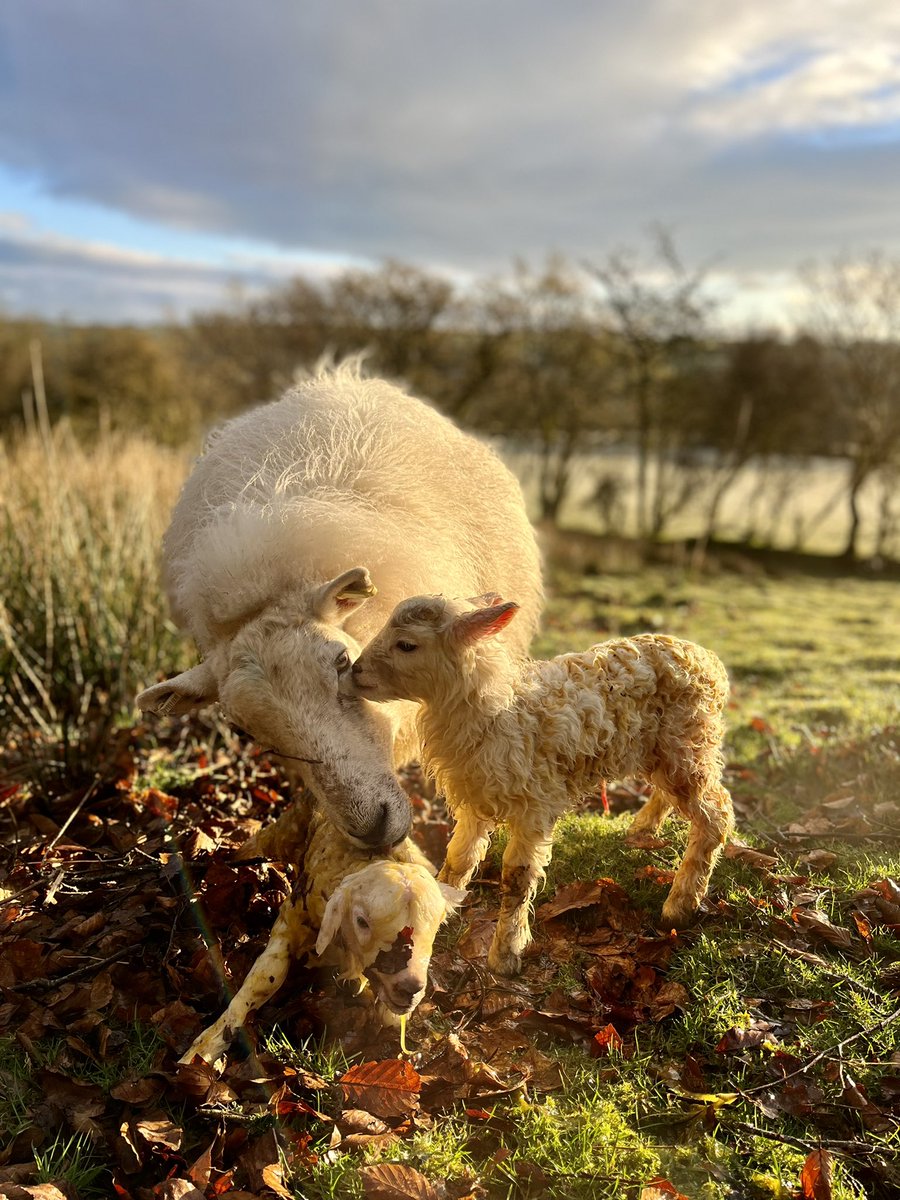 Joyce Mair Jones tweet media