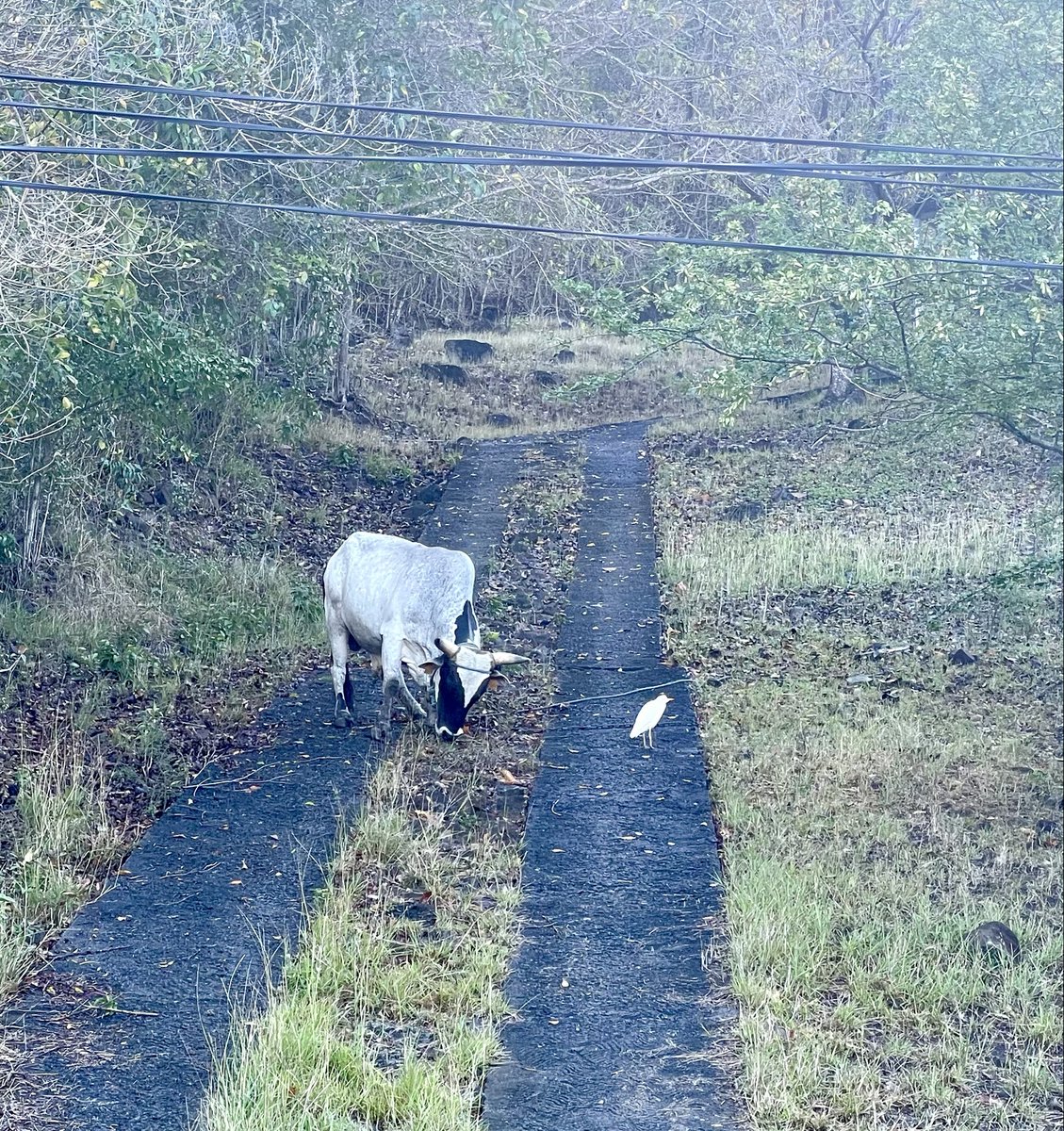 HartselFindBird's tweet photo. If only there was a visual clue that would help me identify which Egret I saw this morning…….#Guadeloupe https://t.co/dFAv5wik6A