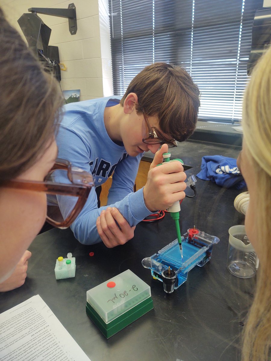 LPatchBHS's tweet photo. Gel Electrophoresis of 'Virus' DNA  #tcsyes #inmyclassroom #Biotechnology https://t.co/HLR5bHGwgy