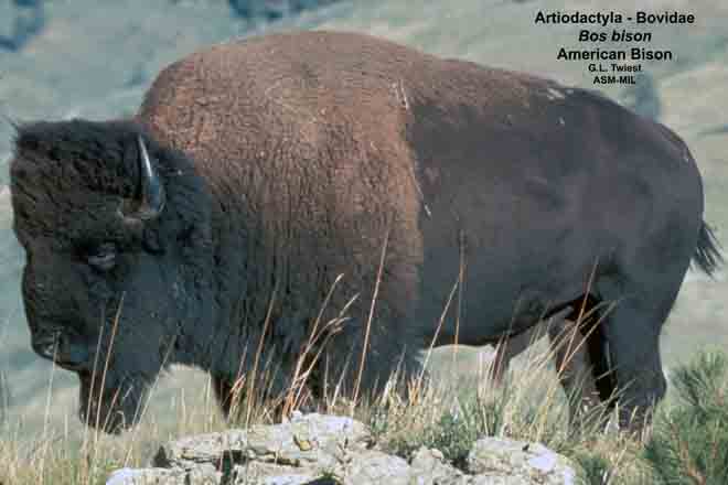 Mammalogists's tweet photo. Enabling safe passage: predicting river crossing hotspots for a threatened boreal ungulate susceptible to drowning #ASMreads #mammals
https://t.co/r19tygE5zA https://t.co/RKVB0vY6yB