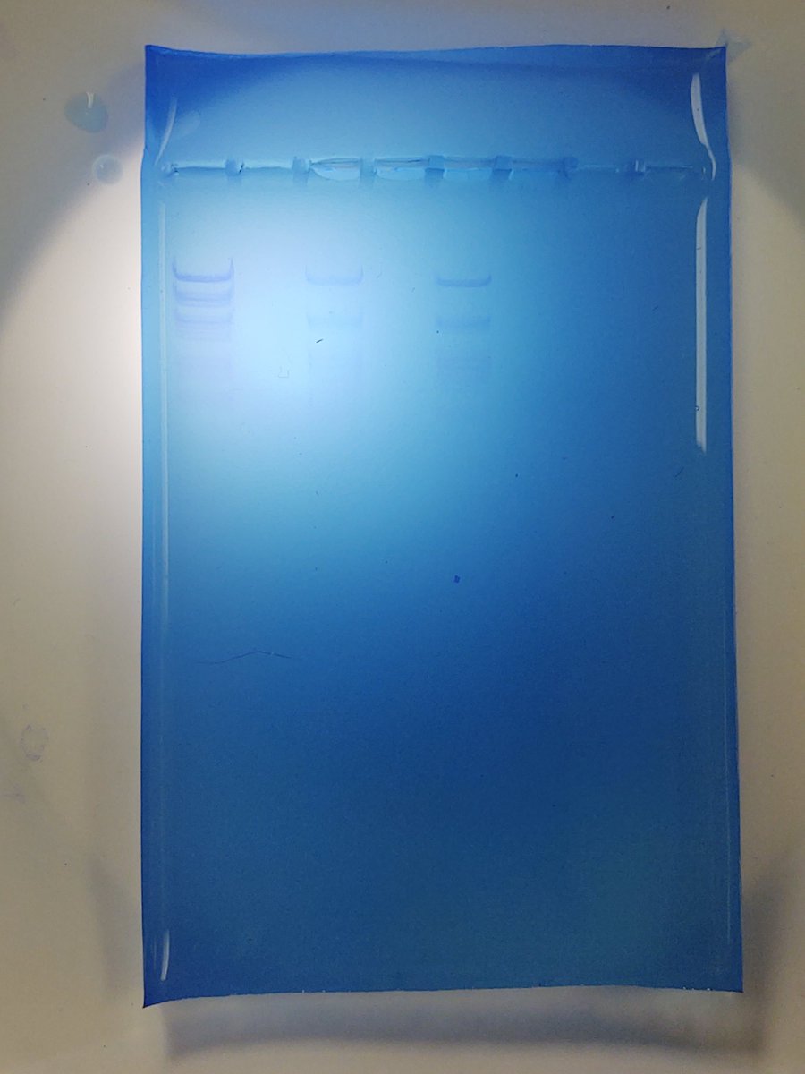 LPatchBHS's tweet photo. Gel Electrophoresis of 'Virus' DNA  #tcsyes #inmyclassroom #Biotechnology https://t.co/HLR5bHGwgy