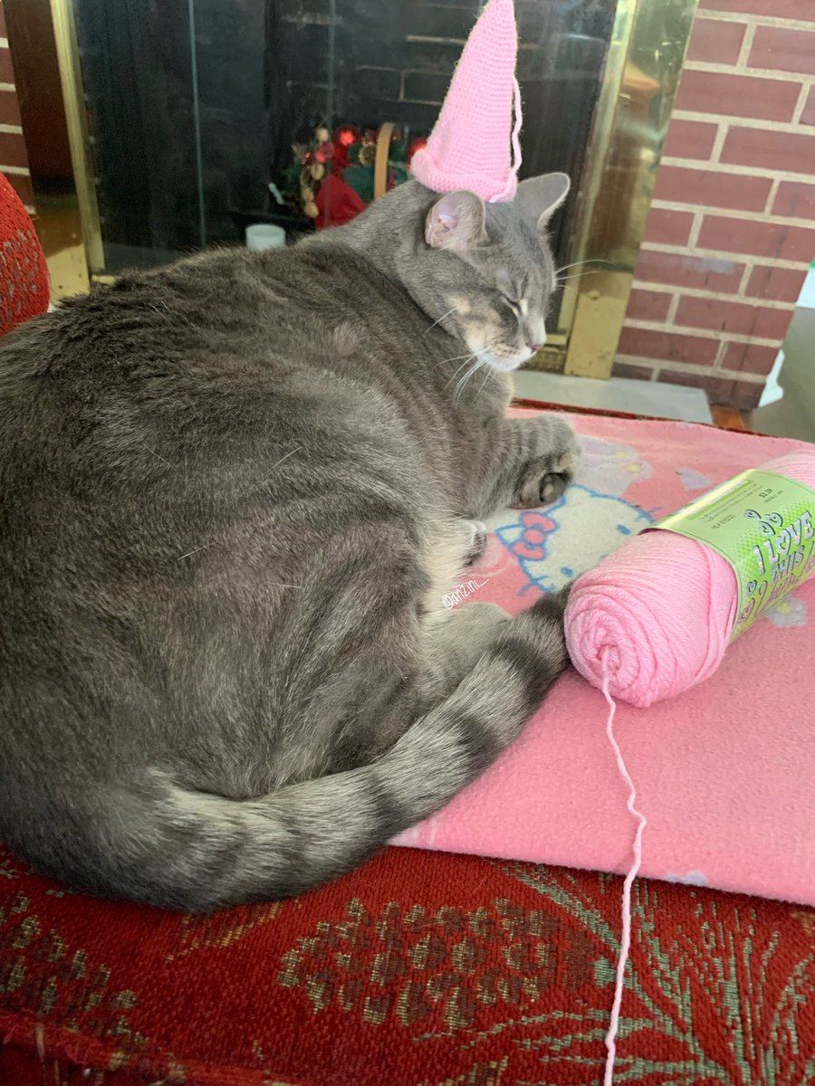 anzini_'s tweet photo. mommy’s lil helper #cathat 😸 #CatsOfTwitter #CalicoCrew #tabbytuesday #TabbyTroop https://t.co/KREOb6eHIE