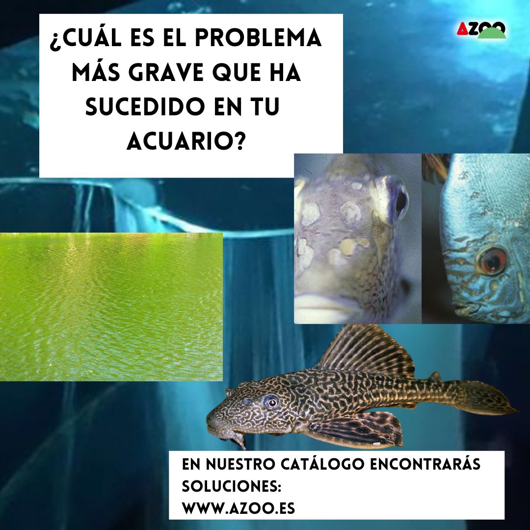 AzooSpain's tweet image. En Azoo trabajamos cada día para que tu hobby por los acuarios sea un sueño hecho realidad 🌙.
Descarga nuestro catálogo y compruébalo con nuestro surtido de soluciones.
.
.
.
#azoo #aquarium #acuarioplantado #acuariofilia