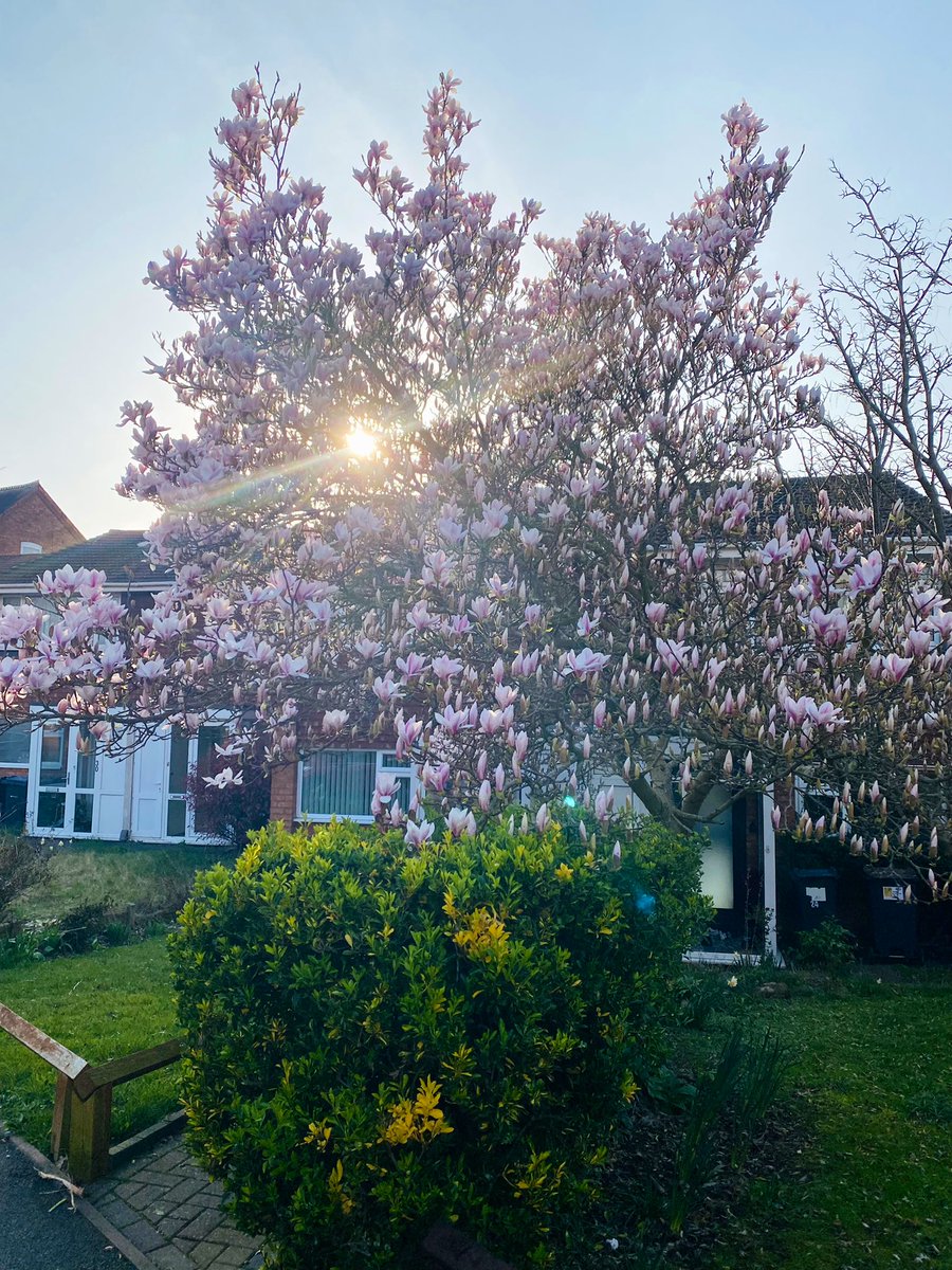 DrKidneyAsh's tweet photo. There is something magical about a magnolia tree 🤩 https://t.co/nyf2oXZK0E