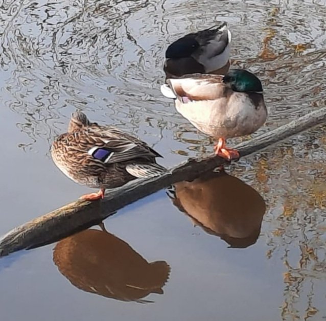 Sooooooo impressed with the balance these ducks have. Standing on thin peice of wood over moving water on one leg and eyes closed! Wow!