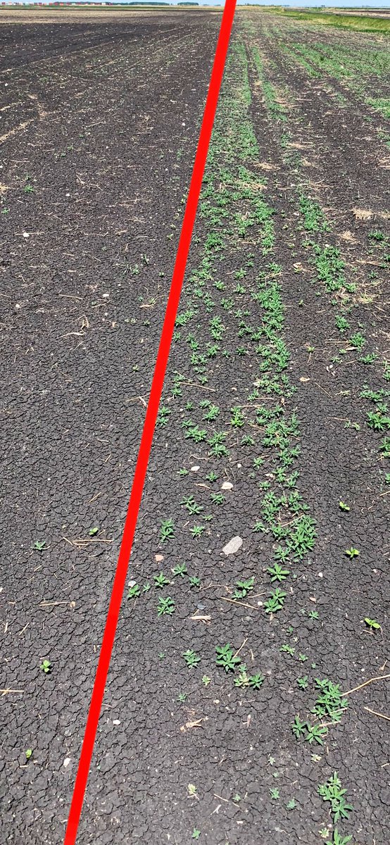 Oh kochia you eager, determined jerk… finding a way to include a gr14 like #Authority480 on those acres is a great step to get a handle on kochia (and RRPW, lambs quarters, wild buckwheat, waterhemp…) with extended control, plus making your in-crop not have an uphill battle👍