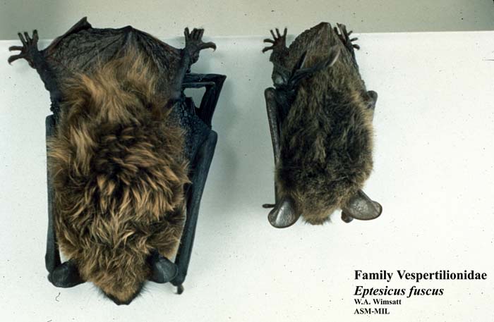 Mammalogists's tweet photo. Comparing little brown and big brown bat isotopic niches over the past century in an agriculturally-dominated landscape #ASMreads #mammals
https://t.co/nNTG9o7ccf https://t.co/xbyBex2Zoh