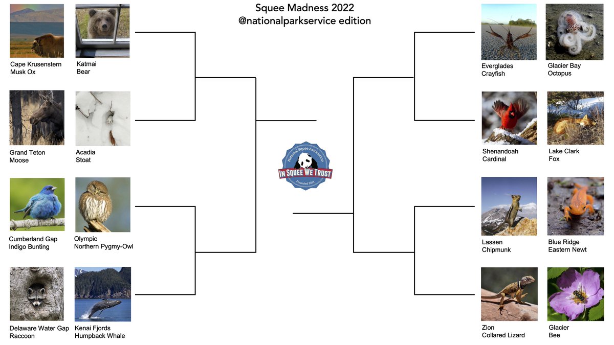 squeemadness's tweet photo. SQUEE 2022 IS HERE!  Contenders are from the National Park Service's amazing instagram &amp; the 12th annual tournament starts 3/28. Peruse this bracket, then submit yours using our new system by Friday 3/25 noon Eastern. You could win a National Parks Pass! https://t.co/2xr2E065ro https://t.co/uwbNMEO2oh
