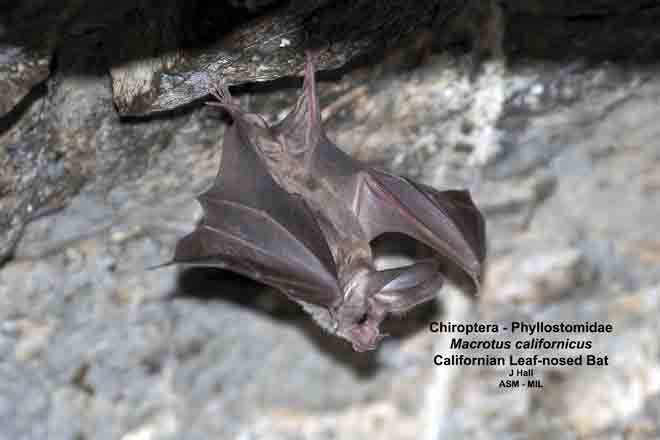 Mammalogists's tweet photo. Taxonomic vs prey traits among arthropodophagous bats: implications for surveying trophic partitioning patterns #ASMreads #mammals
https://t.co/JogdceILew https://t.co/EPP13VgT4K