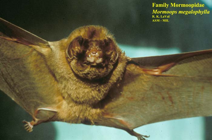 Mammalogists's tweet photo. Taxonomic vs prey traits among arthropodophagous bats: implications for surveying trophic partitioning patterns #ASMreads #mammals
https://t.co/JogdceILew https://t.co/EPP13VgT4K