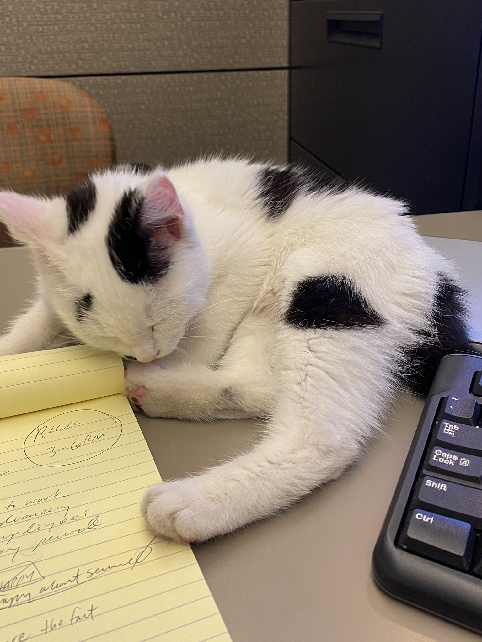 port-authority-pgh-on-twitter-after-eating-a-surprising-amount-of