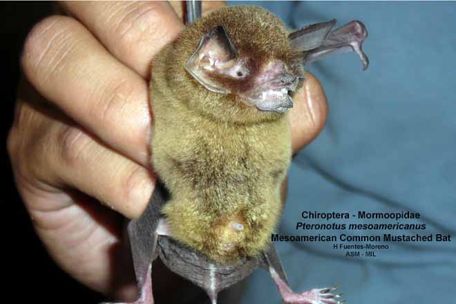 Mammalogists's tweet photo. Taxonomic vs prey traits among arthropodophagous bats: implications for surveying trophic partitioning patterns #ASMreads #mammals
https://t.co/JogdceILew https://t.co/EPP13VgT4K