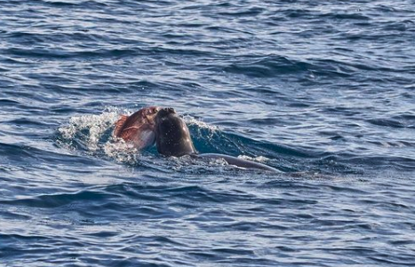 FindingAMcIvor's tweet photo. It's #WorldSealDay! 🦭🦭

Here in Madeira, we have a genetically distinct population of ∼20 Mediterranean monk seals (Monachus #monachus)! 

Follow me next week as I join @CiimarUp to find out what they eat throughout the year... 🐟🦑

#DietAnalysis #Mitogenomics #MadeiraIsland https://t.co/E5mdMFvb94