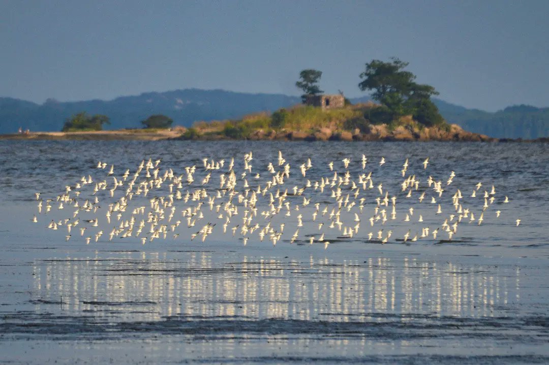 Libicni's tweet photo. #PraiaDaBrisa recibe a 3.200 Playeros de rabadilla blanca (Calidris fuscicollis) que usarán el humedal para comer y descansar antes de seguir su viaje al Norte.
#Calidrisfuscicollis #Shorebirds #AvesPlayeras #YoCuentoPajaros https://t.co/Z1wdKVG4Ms